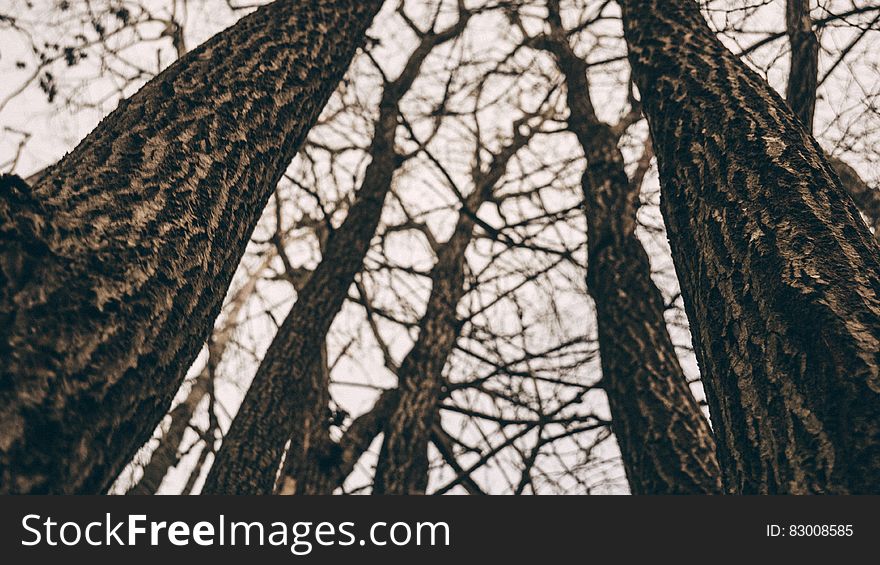 Tree trunks and bare branches against overcast skies. Tree trunks and bare branches against overcast skies.