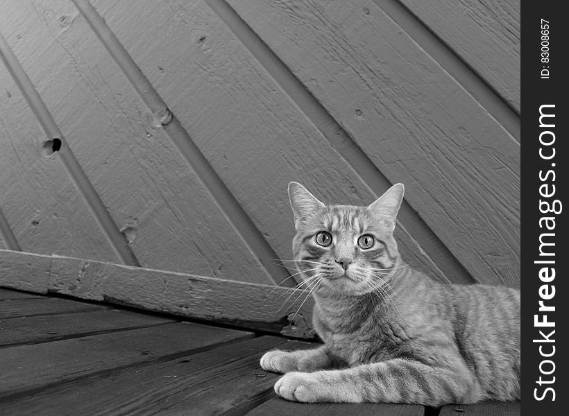 Close up portrait of domestic short haired cat outdoor on wooden walk in black and white. Close up portrait of domestic short haired cat outdoor on wooden walk in black and white.