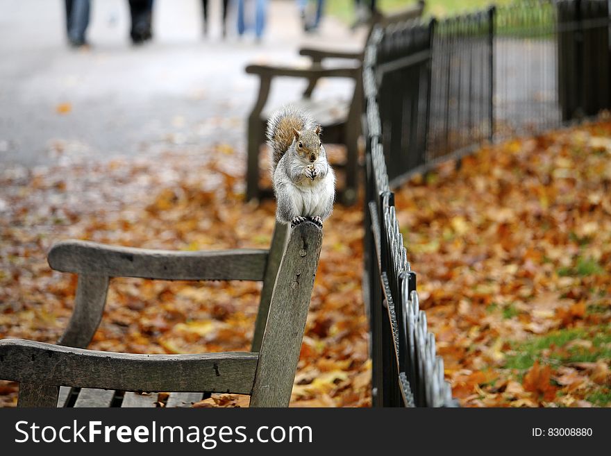 Gray Squirrel or Chipmunk perched on top of park bench with orange and yellow Autumn leaves on the ground and mist blowing around. Gray Squirrel or Chipmunk perched on top of park bench with orange and yellow Autumn leaves on the ground and mist blowing around.