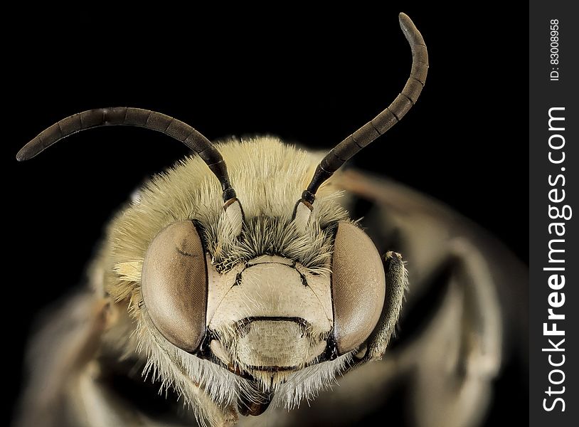 A closeup of a bee head isolated on black.
