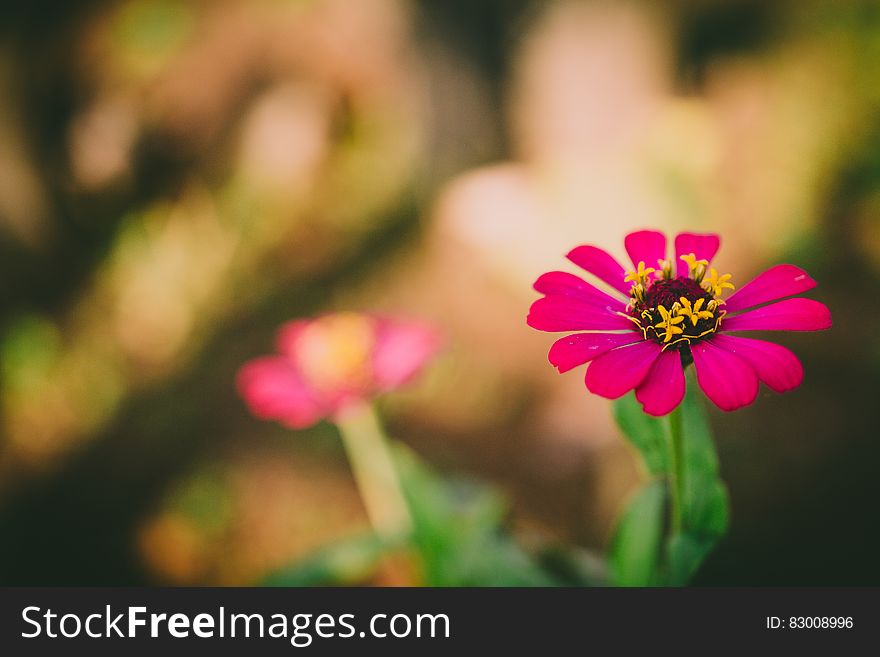 Selective Focus Photography of Pink Petaled Flower during Daytime