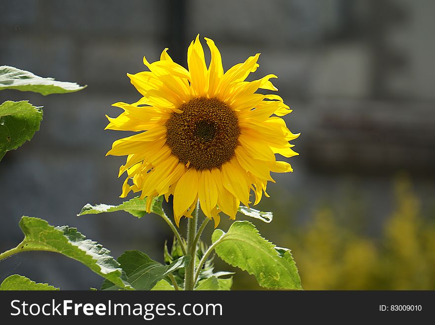 Yellow Sunflower