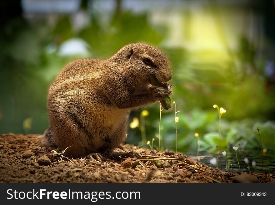 Brown Squirrel Eating Green Plant