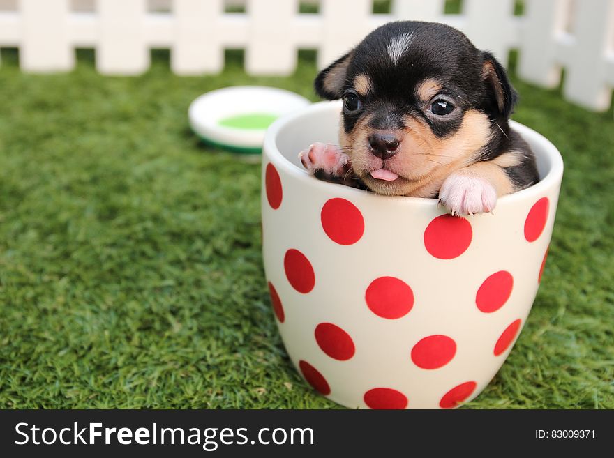 Black And Brown Short Haired Puppy In Cup