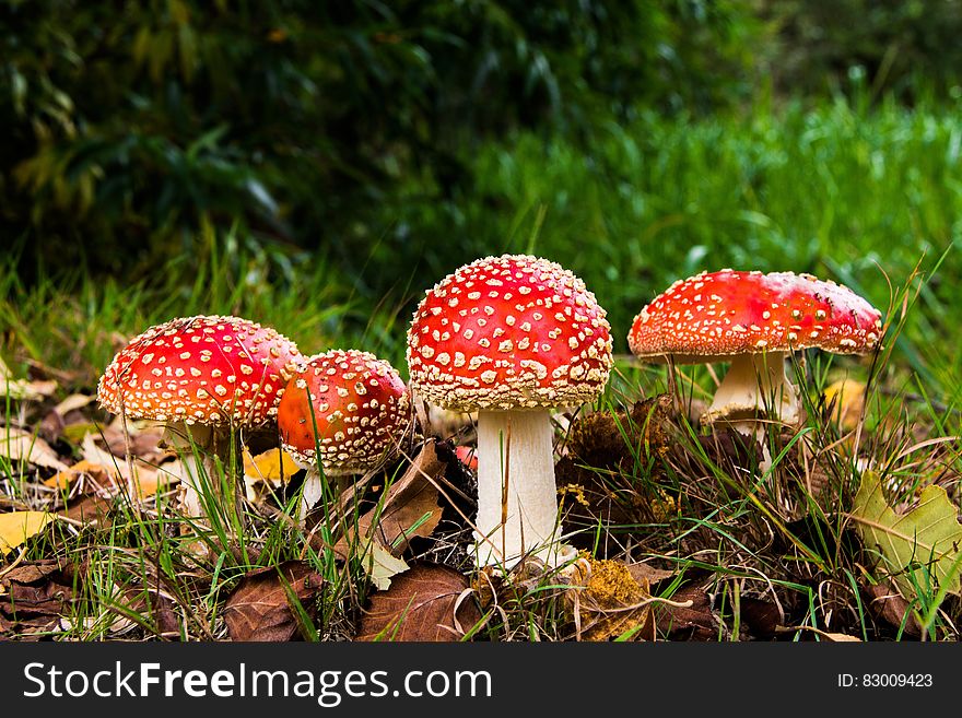 Agaric mushrooms in green grassy field. Agaric mushrooms in green grassy field.