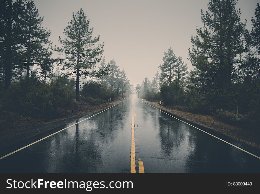 Wet road through forest