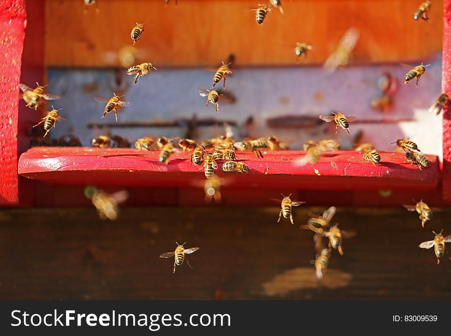 A swarm of bees on and around a red wooden shelf.