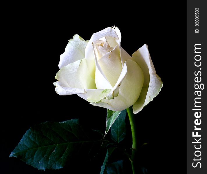A close up of a white rose bud on a black background.