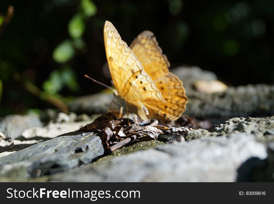 Profile of yellow butterfly on sunny rock. Profile of yellow butterfly on sunny rock.