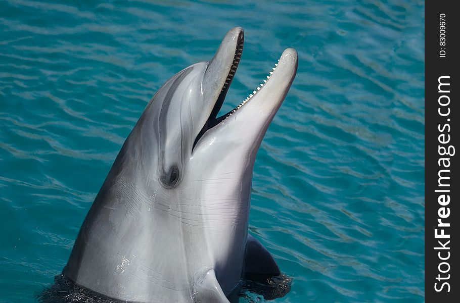 Portrait Of Dolphin In Water
