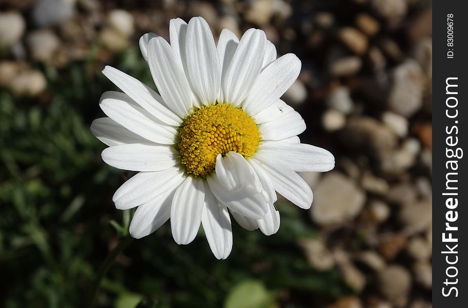 Close up of blooming white daisy flower in sunny garden.