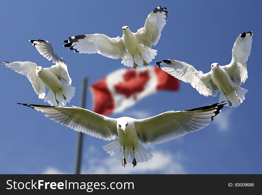 4 Birds Flying in Mid Air With Flag of Canada Behind during Daytime