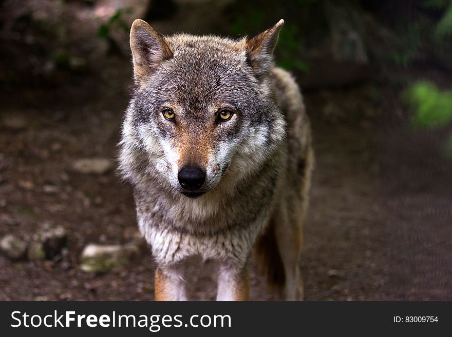 Portrait of grey wolf standing outdoors. Portrait of grey wolf standing outdoors.