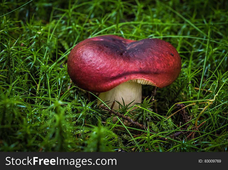 Close up of red mushroom growing in green grass.