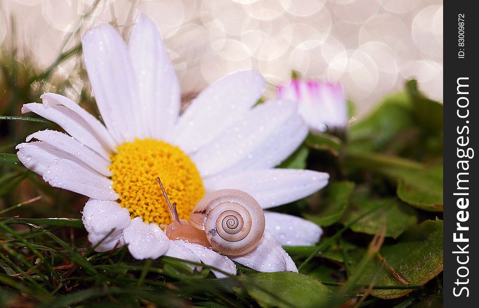 Small snail on a blooming daisy flowers covered with dew. Small snail on a blooming daisy flowers covered with dew.