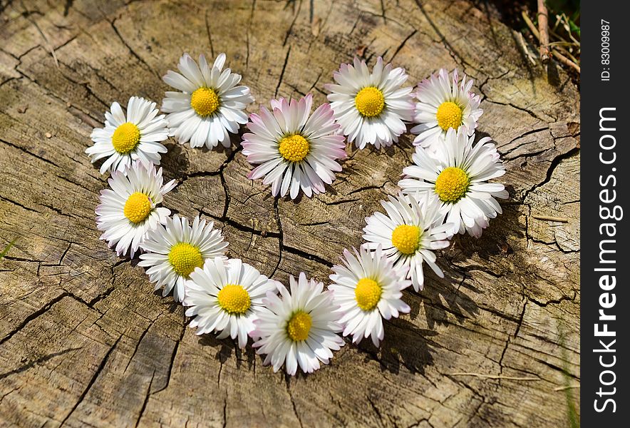 Daisy flowers arranged in shape of love heart on tree stump. Daisy flowers arranged in shape of love heart on tree stump.