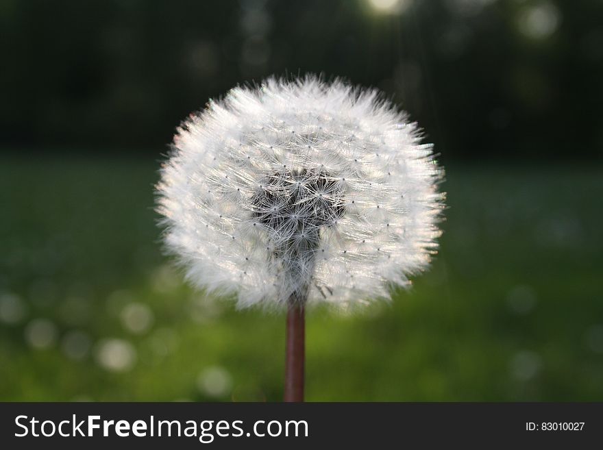 White Dandelion Flower in Close Up Photograph