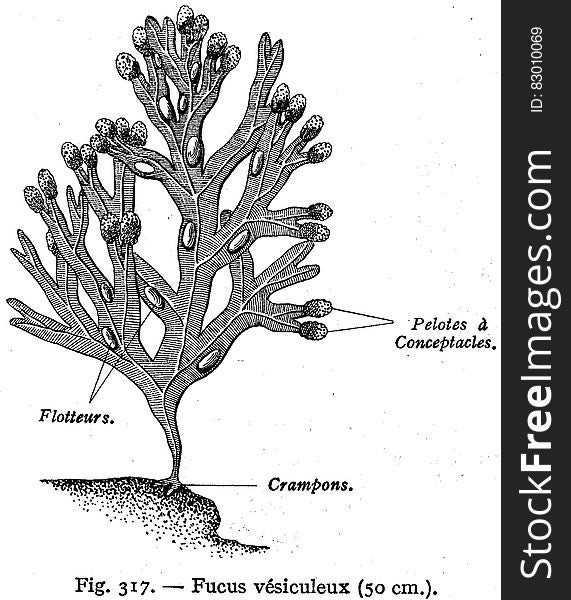 Fucus VeÌsiculeux