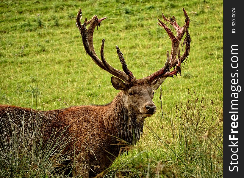 A deer standing in the grass on the countryside. A deer standing in the grass on the countryside.