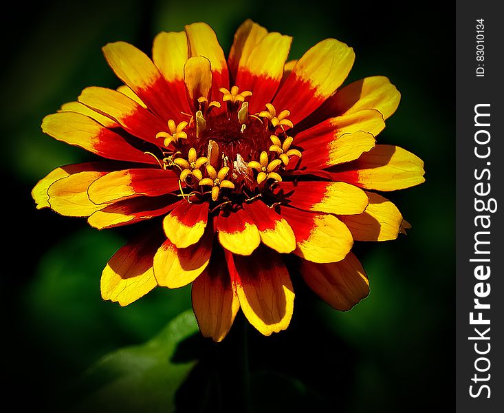A close up of a red and yellow zinnia flower.