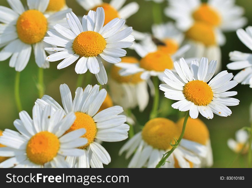 A close up of white yellow spring flowers in a field.