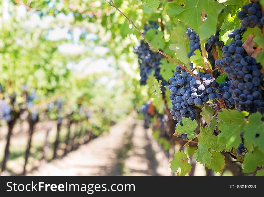 Grapes On Vineyard During Daytime