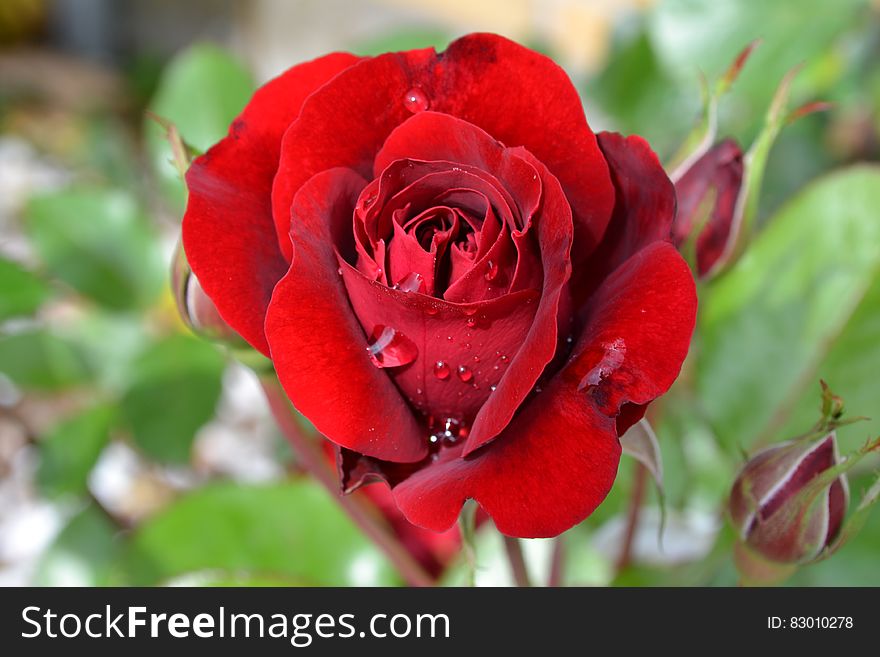A close up of a red blooming rose. A close up of a red blooming rose.