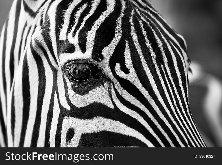 A close up of a zebra. A close up of a zebra.