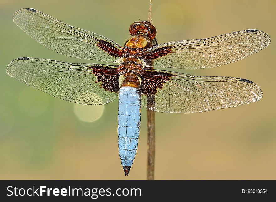 White and Brown Dragonfly on Stick