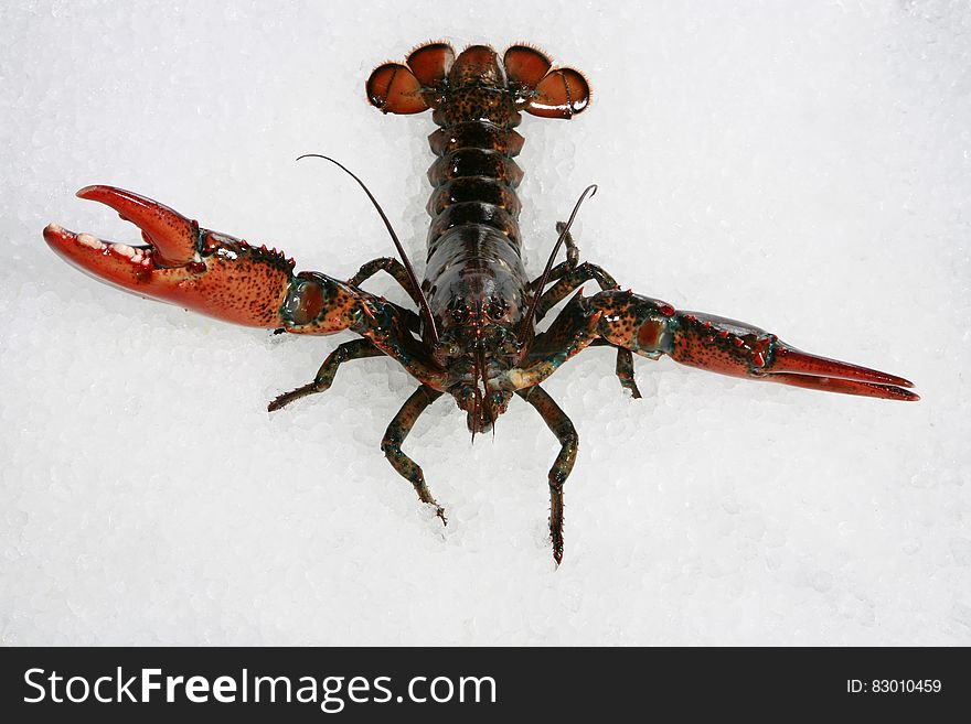 Portrait of crayfish on white.