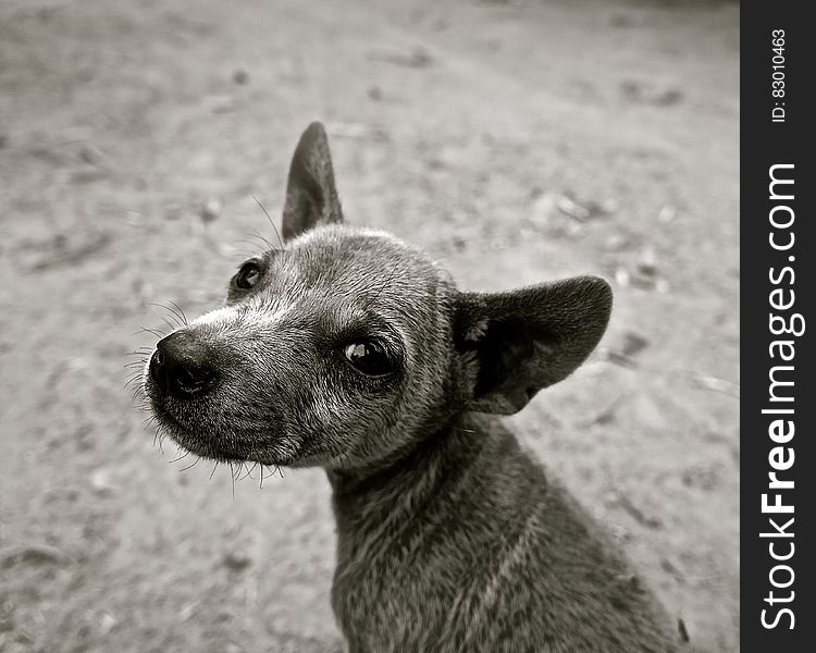 Short Coated Puppy Grayscale Photo