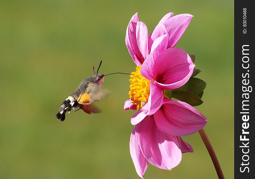 Moth Hovering by a Pink Zinnia