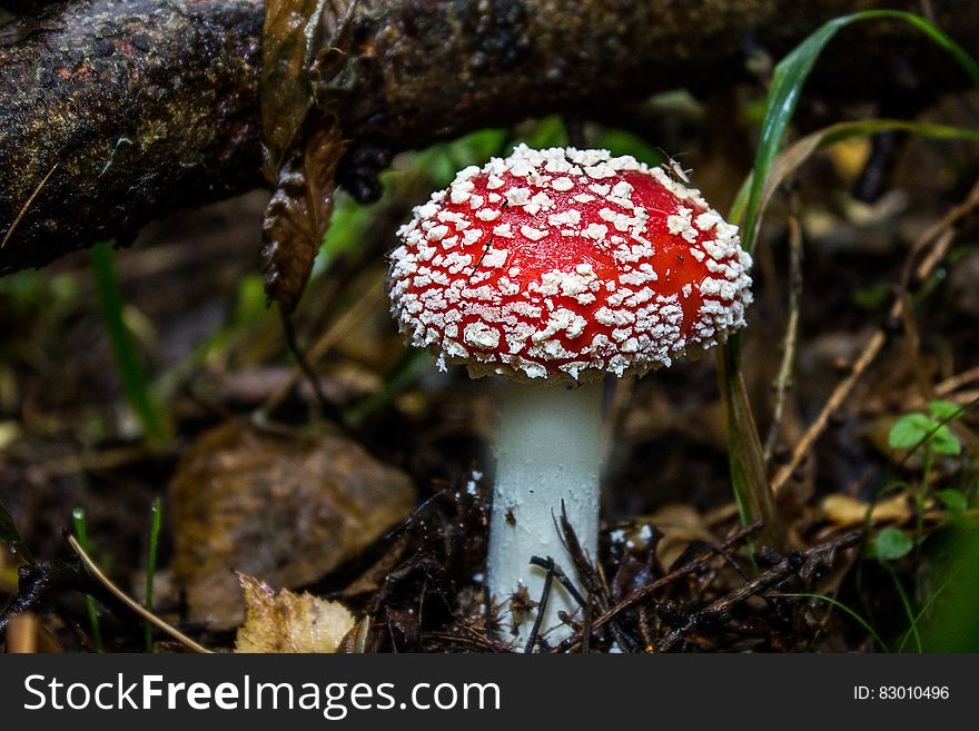 A close up of a fly agaric mushroom in the forest.