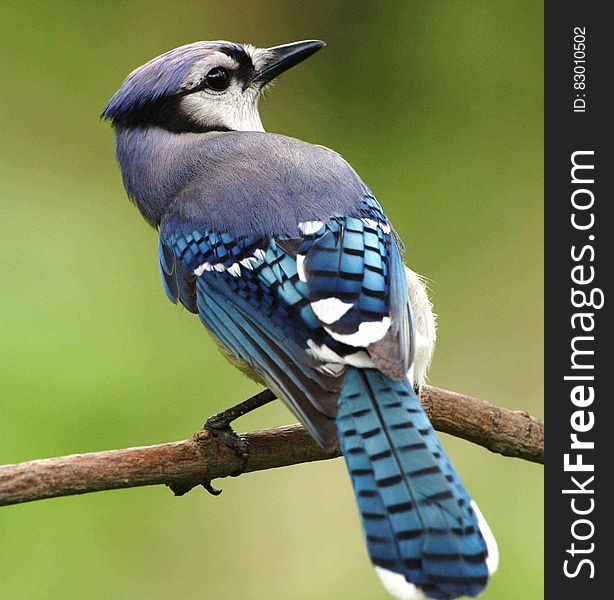 Close Photography On Blue White And Grey Feathered Bird