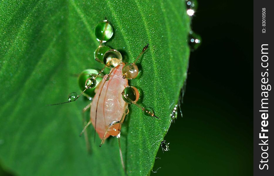 White 6 Legged Insect on Green Leaf