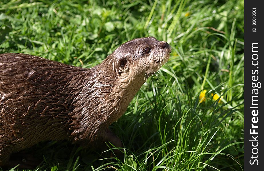 A wet otter on grass on a sunny day.