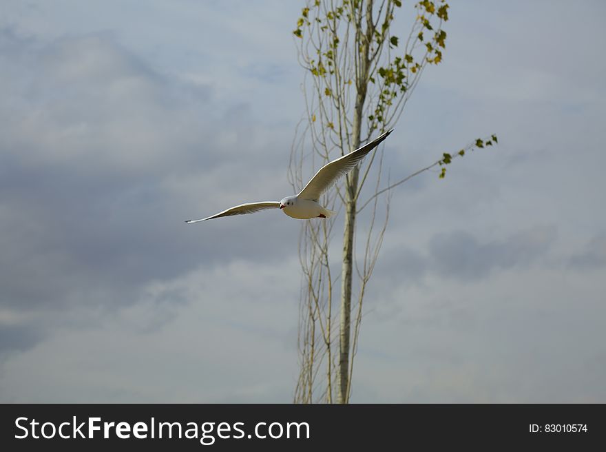 Seagull Flying By Tree