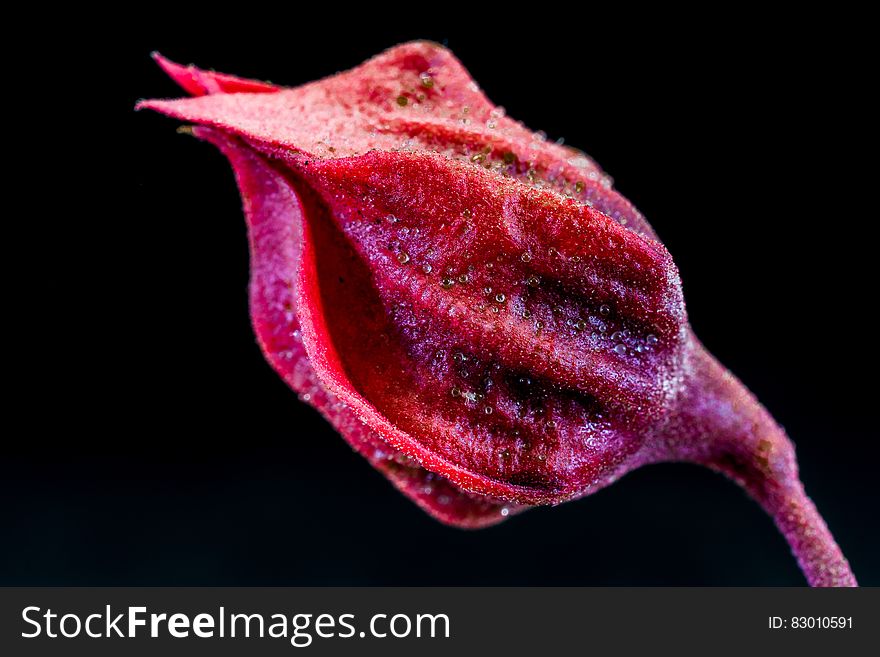 Red Flower Bud