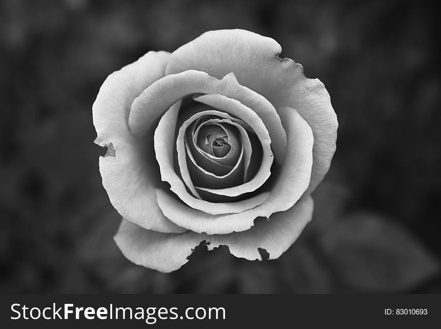 A close up shot of a black and white rose.