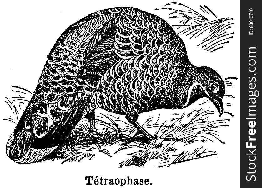 Bird, Beak, Organism, Feather