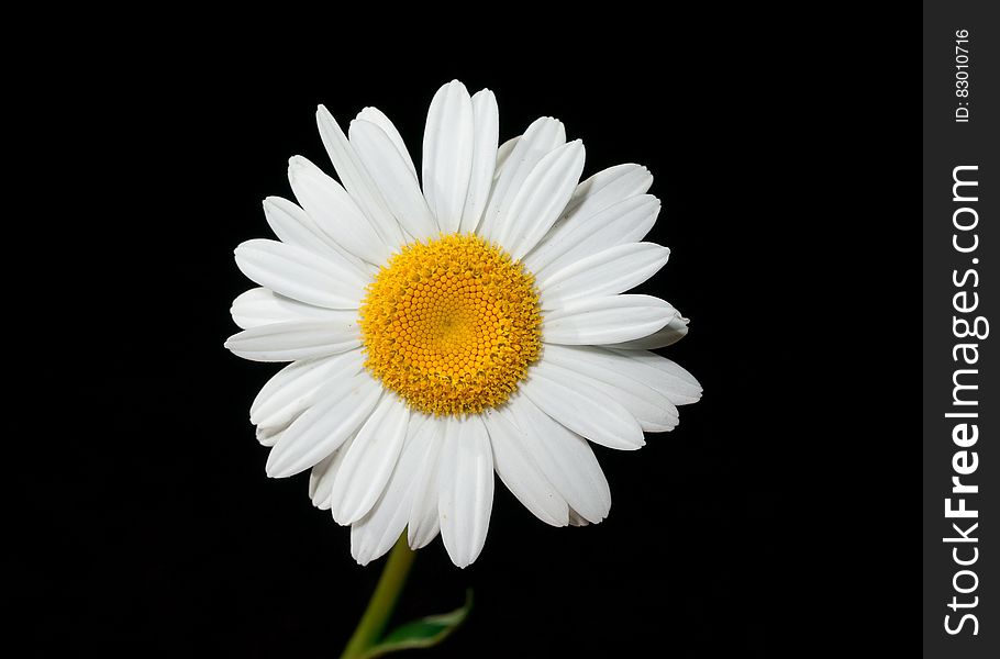 A close up shot of a daisy on a black background.