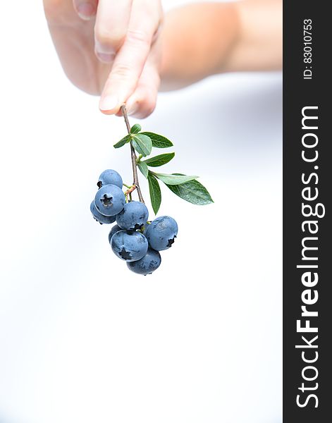 Person Holding Black Currants