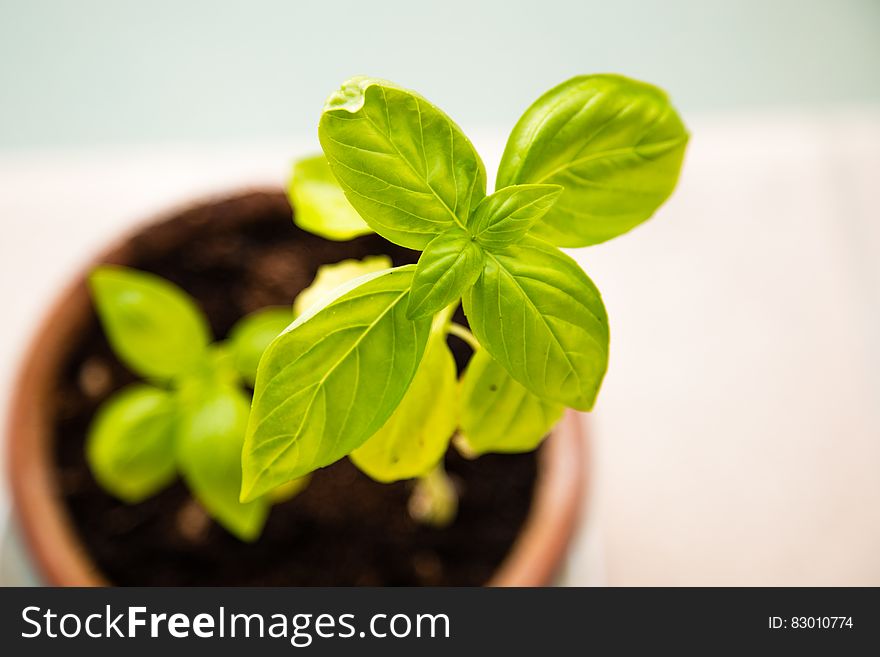 Basil plant growing in a flower pot. Basil plant growing in a flower pot.