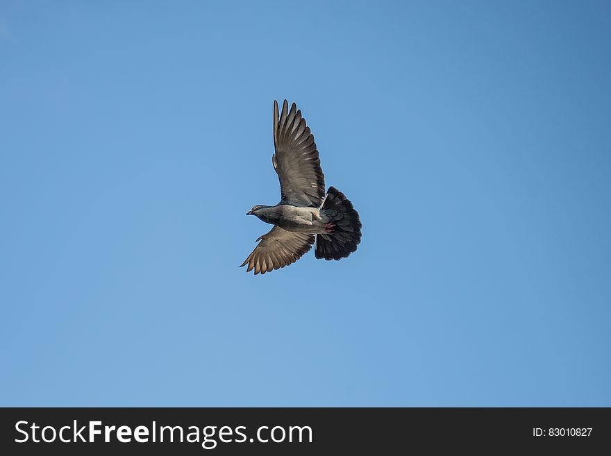 Gray and Black Bird Flying