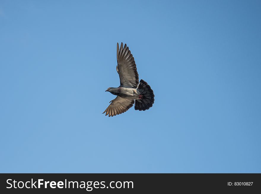 Gray And Black Bird Flying