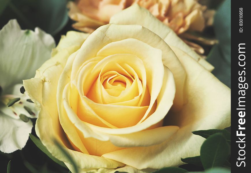 Pale yellow rose