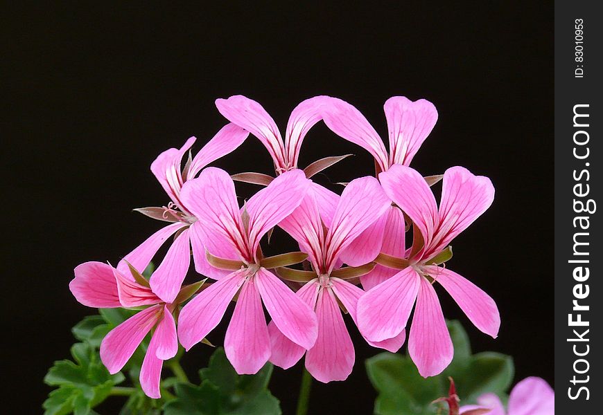 Closeup of dainty pink geranium flowers, with fine structure showing, on a plant with green leaves, black background.