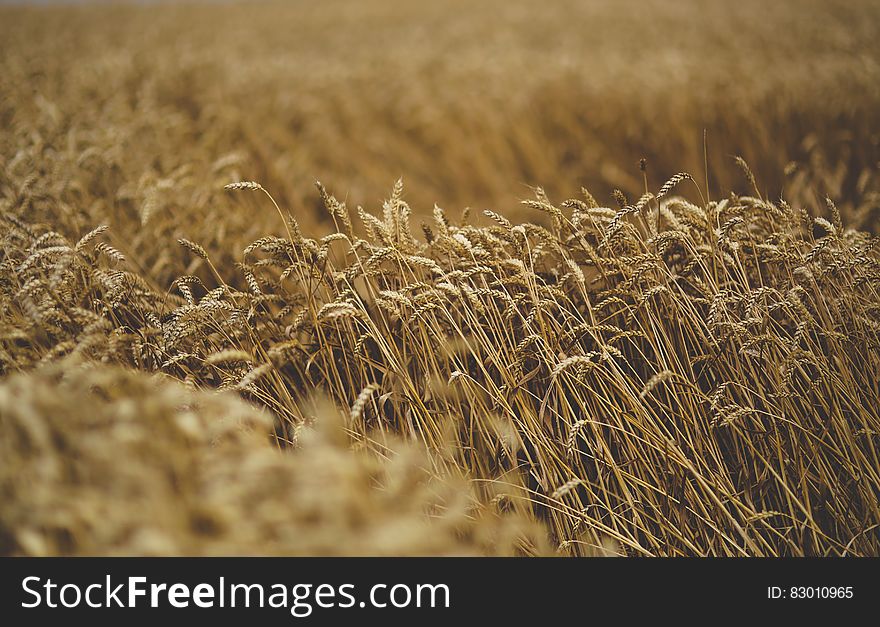 Cereal Moving By The Wind