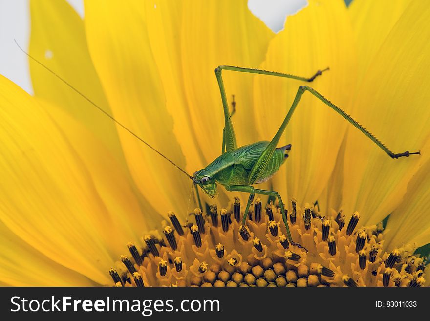 Green Grasshopper on Yellow and Black Flower