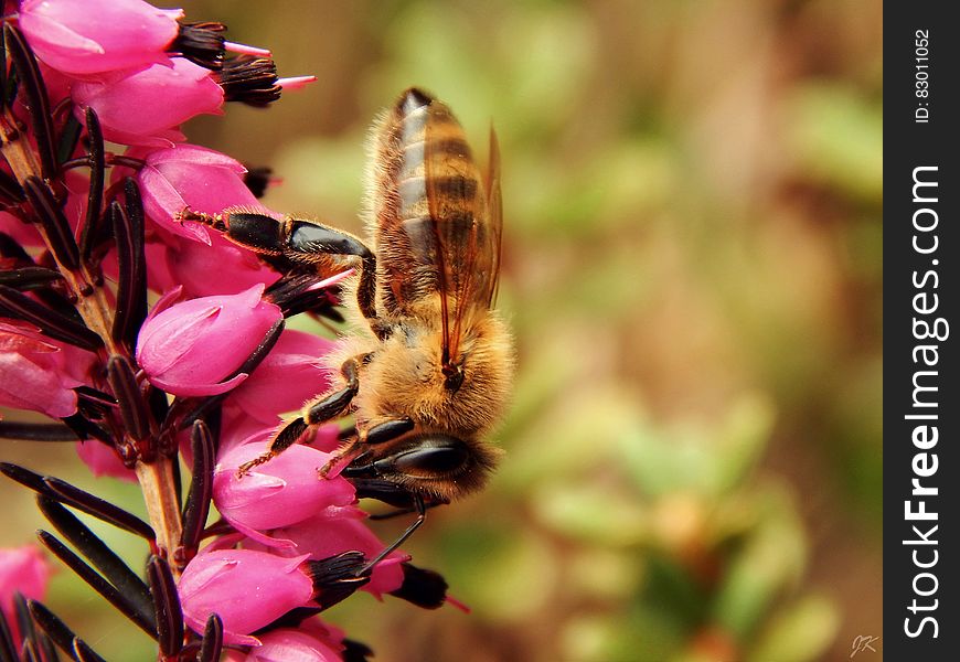 Close Up Photo of Honeybess Perching on Pink Flower Buds